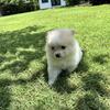 Pomeranians puppy