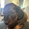 Miniature dachshund six males