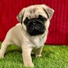 Amazing Pug Pups $150