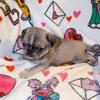Akc pug puppies