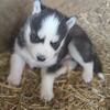 Siberian Husky puppies 