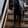 10 month old Female Cane Corso. All Black $1500 