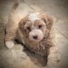Female Havapoo Puppy - Mocha