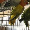Opalines and Ewings opaline lovebirds