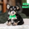Oliver Male Morkie