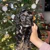 Mini Cockapoo Puppies for Sale 