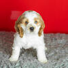 AKC Cocker spaniel male puppies in Indiana