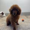 Champ Male Mini Poodle