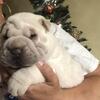 Chinese sharpei puppies