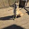 Belgian Malinois/German shepherd mix