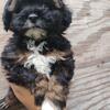 Shih Tzu puppies 