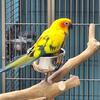 Sun Conures High Yellow and Red factors  Weaned and ready to go