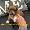 AKC Champion bloodlines Havanese puppies, female