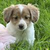 Female Dachshund X papillon puppy