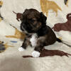 Lhasa Apso Puppies AKC