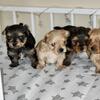 Yorkie puppies for sale 