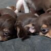 1 male 9 week chihuahua for sale