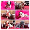 American Bully Pups Available 