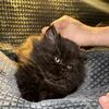 AVAILABLE male Persian kitten 