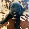 LABRADOODLE PUPPIES
