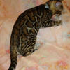 EXQUISITE Bengal Litters! Male & Female, Brown, Silver, Snow, Silver Snow Glittered Pelt Kittens