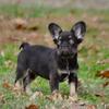 FLUFFY FRENCH Bulldogs