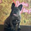 Akc female frenchy