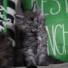 Black smoke Male Maine Coon Kitten – DNA Clear Parents • Born Nov 2, 2025