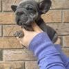 French bulldog Standard/big rope
