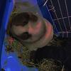 Guinea pig (FREE)