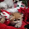 Persian kitten 