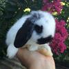 Holland Lop Dwarf Baby Bunnies For Sale in Florida