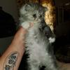 Beautiful Persian female kittens
