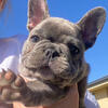 🌴🥭🍅🌾🌵 Male and Female Solid Blue French Bulldog Puppies Available🌴🥭🍅🌾🌵