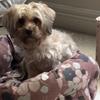 2yr old Maltese/Yorkie Mix For Sale