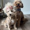Maltipoo Puppies