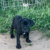 Black/ black brindle Cane corso