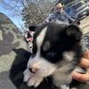 Adorable Husky Puppy: Your New Best Friend Awaits!