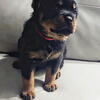 AKC Registered German Rottweiler Puppies