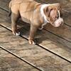 ABKC American Bully pups