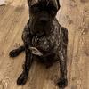 Cane Corso pair