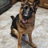 10 Month Female German Shepherd Needs Home