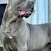 CANE CORSO PUPPIES (NC,USA)