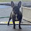 Blue brindle female frenchie