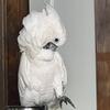 Female cockatoo