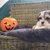 Shih Tzu Puppies For Sale 
