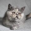 Gorgeous Dilute Tortie Exotic Shorthair Girl!
