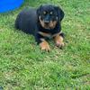 Rottweiler Puppies!!