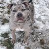 American bully 
