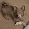 Female deer head Chihuahua.